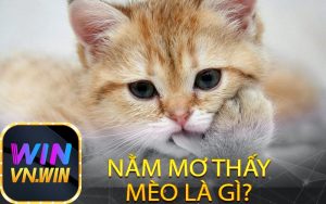 Nằm mơ thấy mèo là gì?